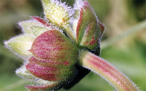 挖掘机行走齿轮拆,挖掘机行走时无法行走或无法挖土