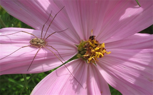 挖掘机行走齿轮拆,挖掘机行走时无法行走或无法挖土