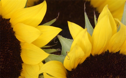 挖掘机行走齿轮拆,挖掘机行走时无法行走或无法挖土