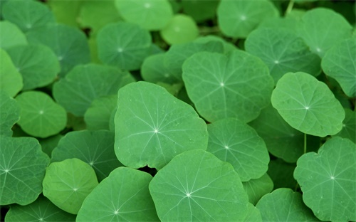 挖掘机行走齿轮拆,挖掘机行走时无法行走或无法挖土